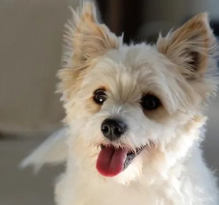 L 'anima Bb&table D'hôte